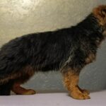 Chester-male-German-shepherd-puppy-for-sale-1 (3)
