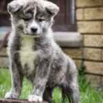 Chica-female-Akita-puppy-for-sale-1 (1)