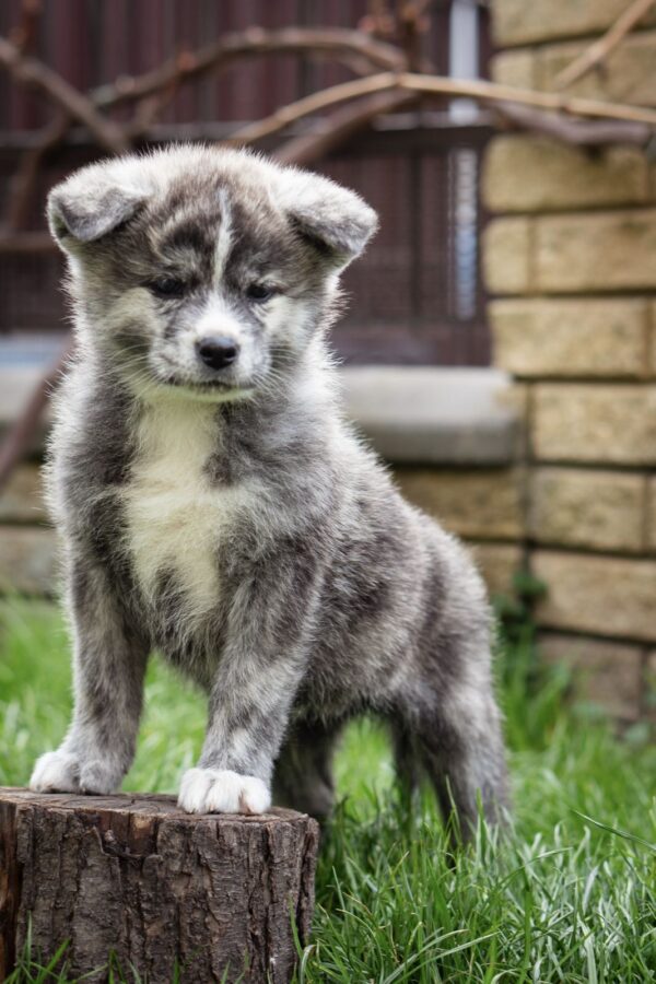 Chica Akita Chica Akita