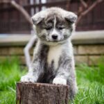 Chica-female-Akita-puppy-for-sale-1 (2)