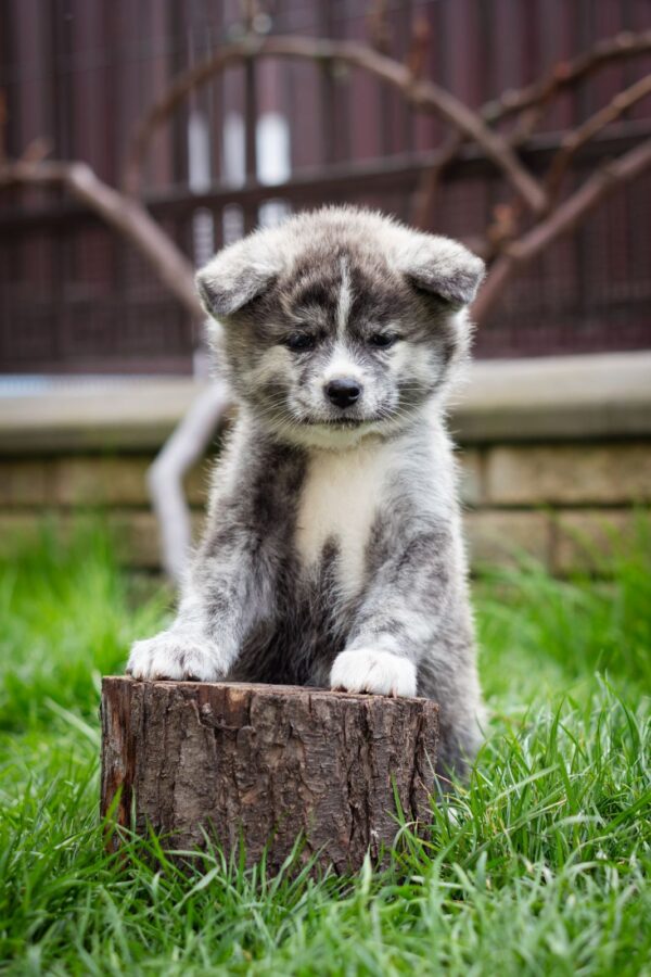 Chica Akita Chica Akita