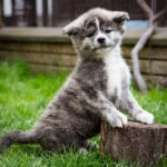 Chica-female-Akita-puppy-for-sale-1 (3)