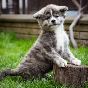 Chica Akita Chica Akita