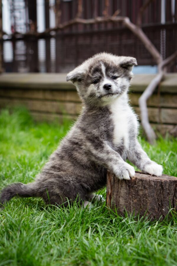 Chica Akita Chica Akita