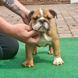 Cira English Bulldog Cira English Bulldog