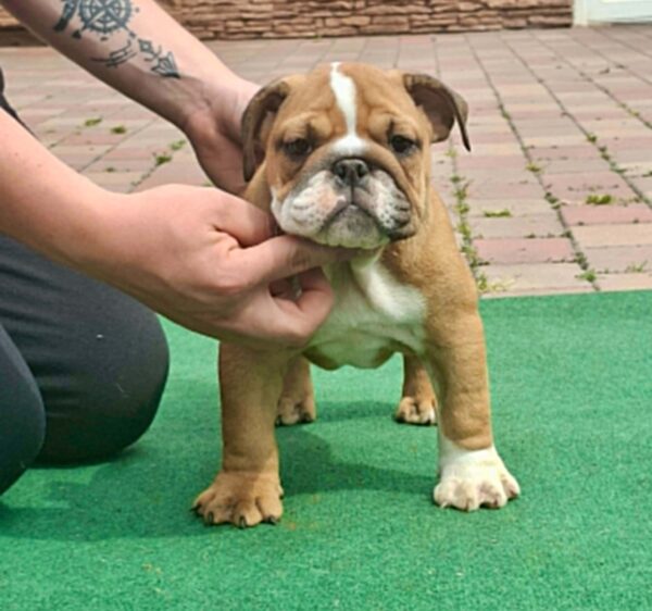 Cira English Bulldog Cira English Bulldog
