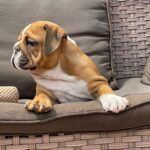 Cira-female-english-bulldog-puppy-for-sale- (2)