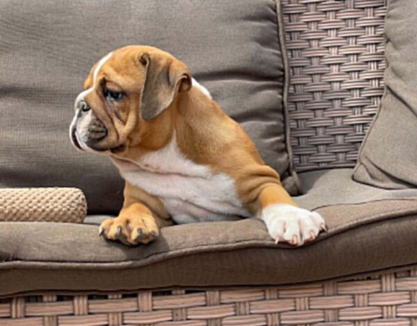 Cira English Bulldog Cira English Bulldog