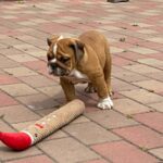Cira-female-english-bulldog-puppy-for-sale- (3)