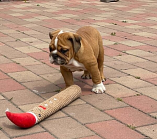 Cira English Bulldog Cira English Bulldog