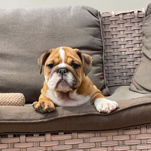 Cira English Bulldog Cira English Bulldog