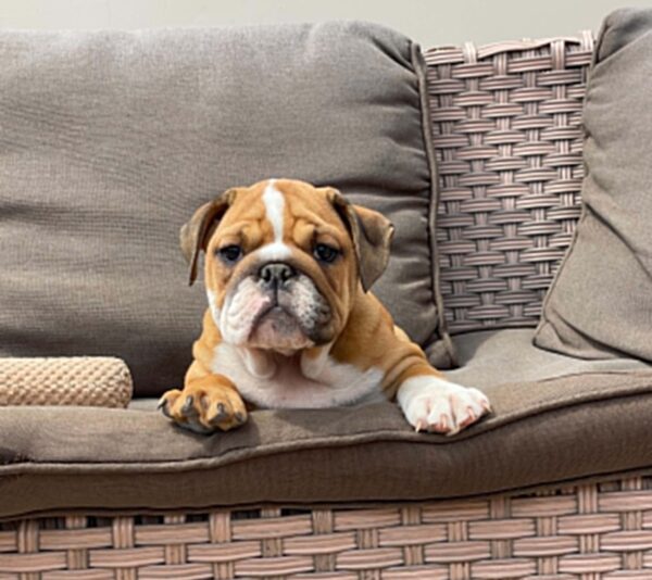 Cira English Bulldog Cira English Bulldog