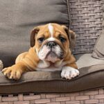 Cira-female-english-bulldog-puppy-for-sale- (5)
