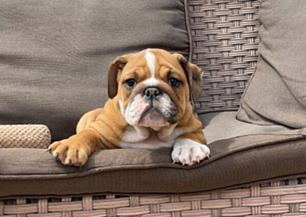 Cira English Bulldog Cira English Bulldog