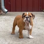 Cira-female-english-bulldog-puppy-for-sale- (6)