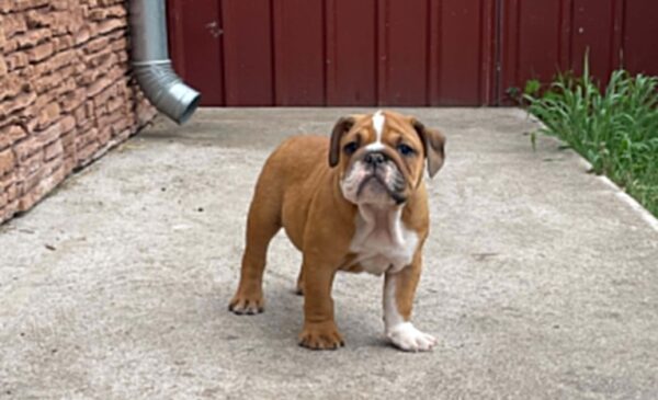 Cira English Bulldog Cira English Bulldog