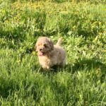 Clovers-male-Maltipoo-puppy-for-sale-1