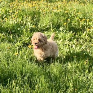 Clovers Maltipoo Clovers Maltipoo
