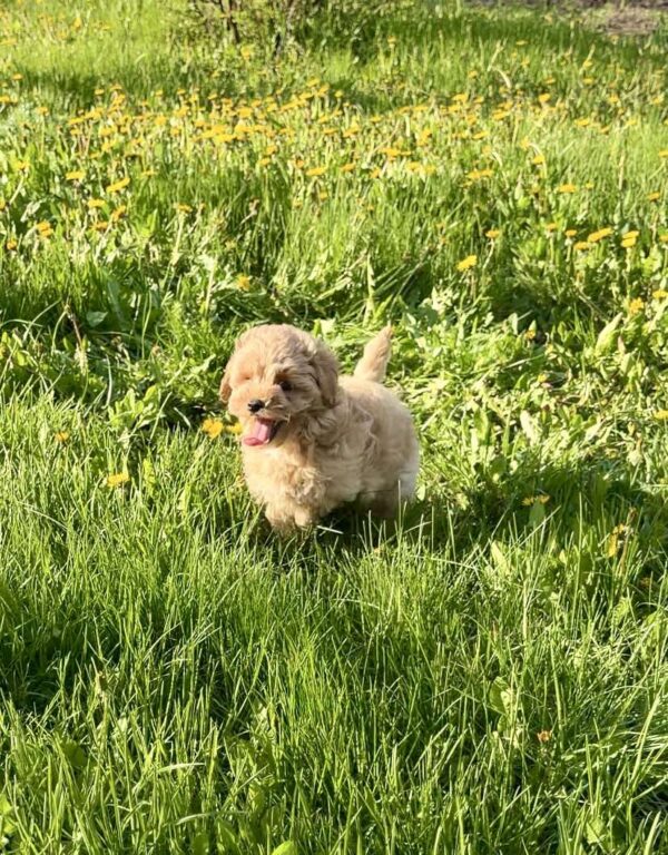Clovers Maltipoo Clovers Maltipoo