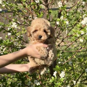 Clovers Maltipoo Clovers Maltipoo