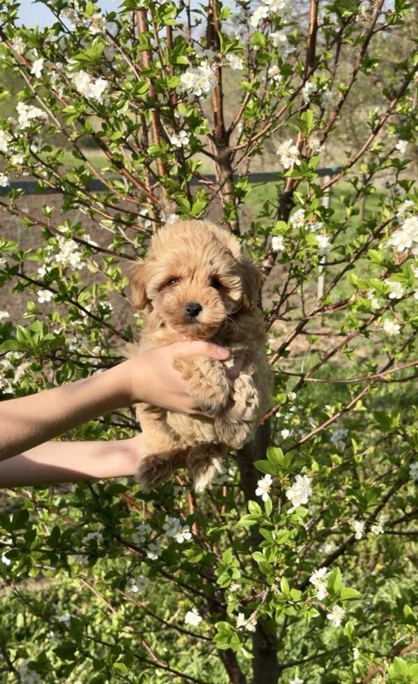 Clovers Maltipoo Clovers Maltipoo