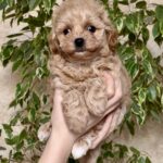 Clovers-male-Maltipoo-puppy-for-sale-3
