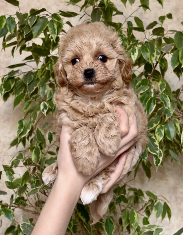 Clovers Maltipoo Clovers Maltipoo