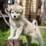 Coco-female-Akita-puppy-for-sale-1 (1)