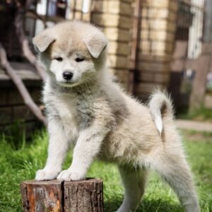 Coco Akita Coco Akita
