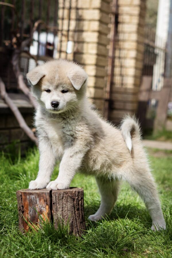 Coco Akita Coco Akita