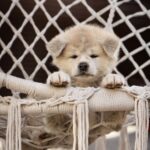 Coco-female-Akita-puppy-for-sale-1 (2)