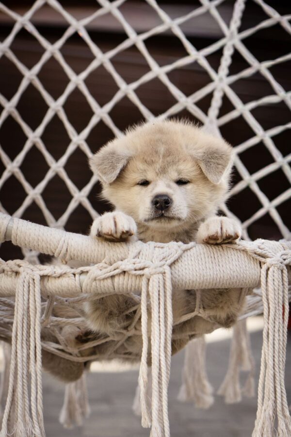 Coco Akita Coco Akita