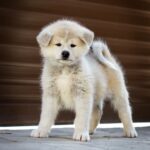 Coco-female-Akita-puppy-for-sale-1 (3)