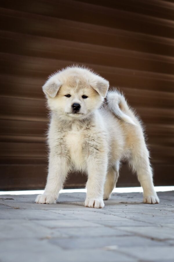 Coco Akita Coco Akita