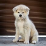 Coco-female-Akita-puppy-for-sale-1 (4)