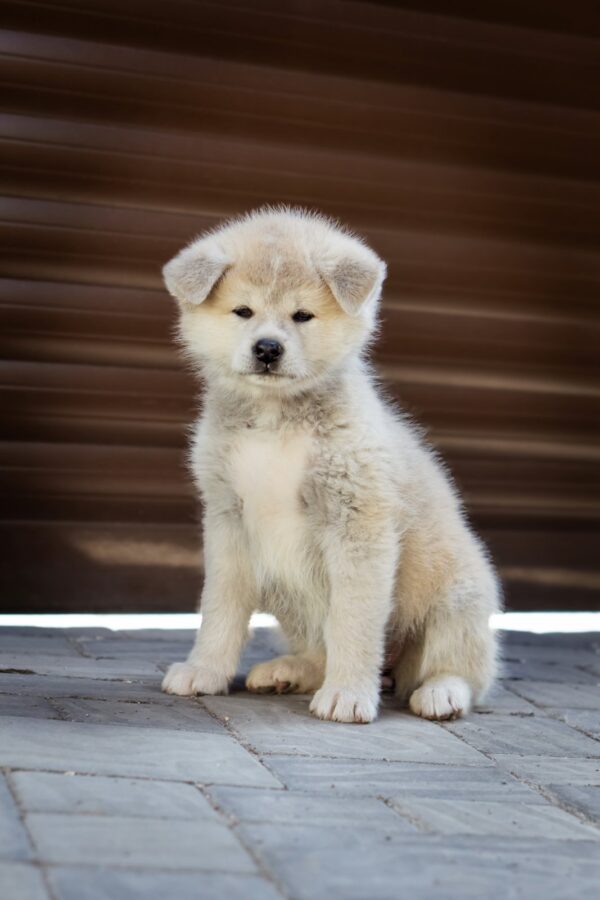 Coco Akita Coco Akita