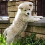 Coco-female-Akita-puppy-for-sale-1 (5)