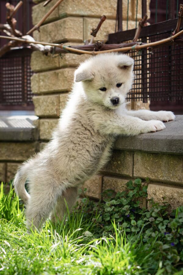 Coco Akita Coco Akita