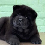 Cyana-female-chow-chow-puppy-for-sale-1 (1)