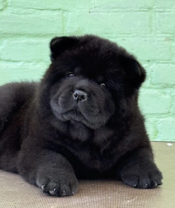 Cyana Chow-Chow Cyana Chow-Chow