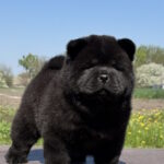 Cyana-female-chow-chow-puppy-for-sale-1 (2)