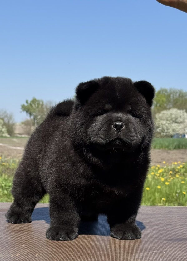Cyana Chow-Chow Cyana Chow-Chow