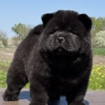 Cyana-female-chow-chow-puppy-for-sale-1 (3)