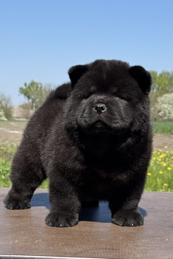 Cyana Chow-Chow Cyana Chow-Chow