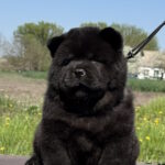 Cyana-female-chow-chow-puppy-for-sale-1 (4)