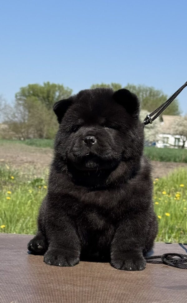 Cyana Chow-Chow Cyana Chow-Chow