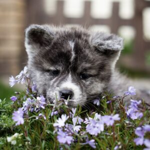 Cyra Akita Cyra Akita