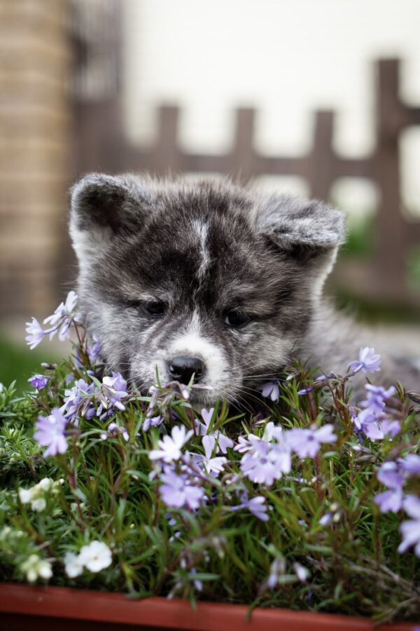 Cyra Akita Cyra Akita