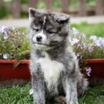 Cyra-female-Akita-puppy-for-sale-1 (2)