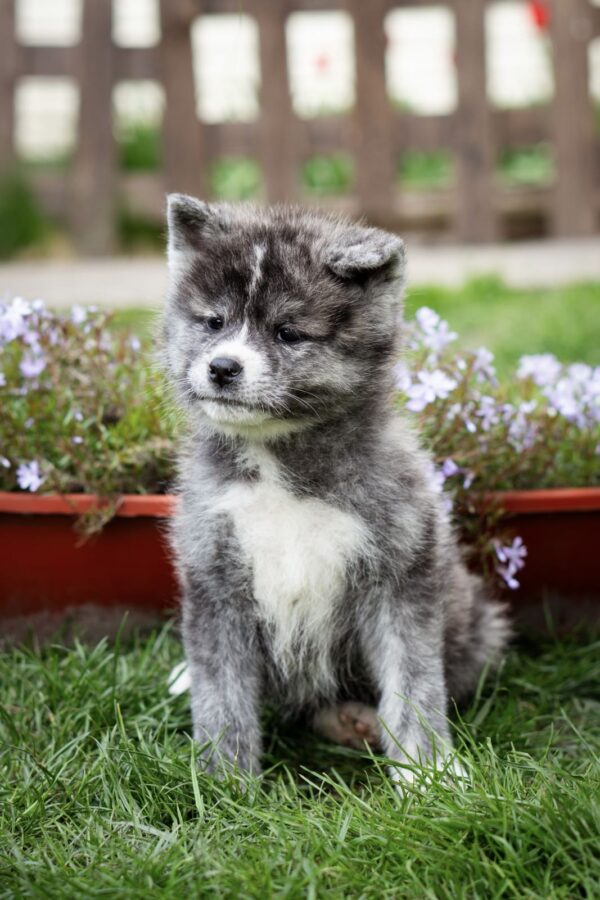 Cyra Akita Cyra Akita
